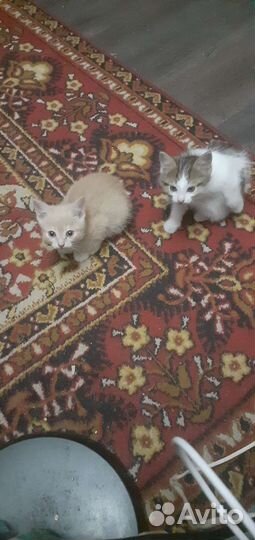 Персиковая кошечка