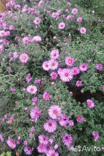 Сентябринки