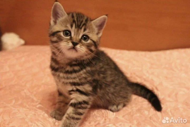 Британская кошечка