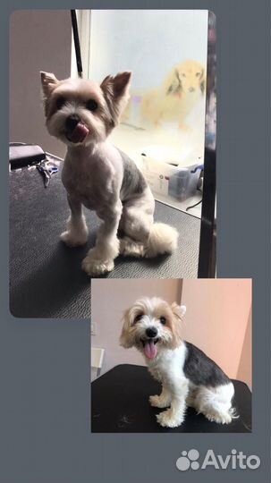 Услуги грумера