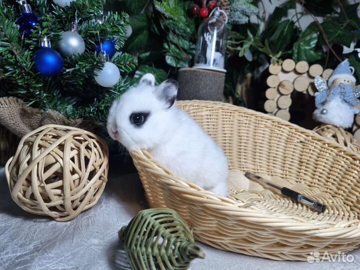 Декоративные карликовые кролики Мини