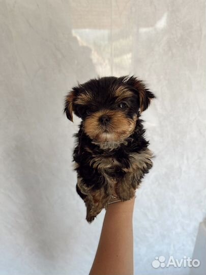 Йоркширский терьер девочка