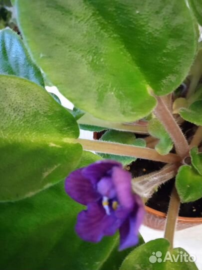 Домашние цветы