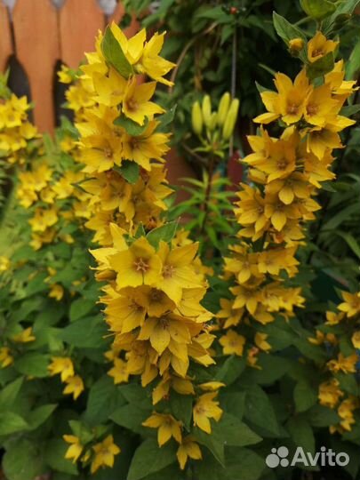 Цветы разные