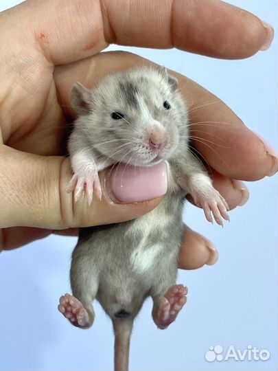 Крысята дамбо рекс, марбл, девил