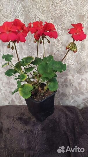 Пилоргонии