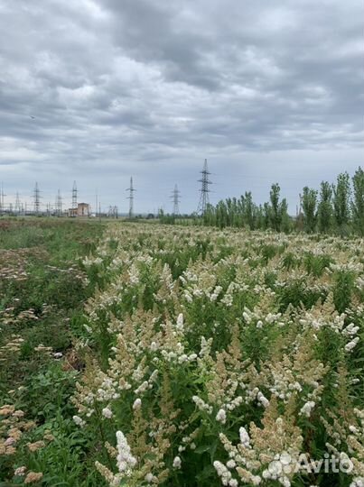 Спирея Билларда (Spiraea billardii)