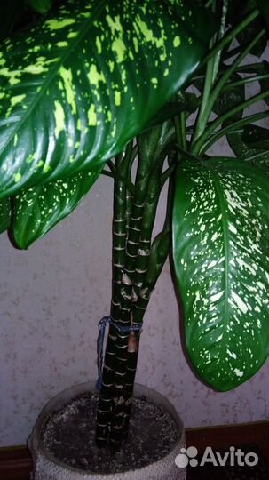 Диффенбахия