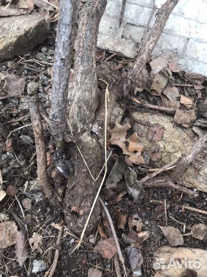 Девичий виноград