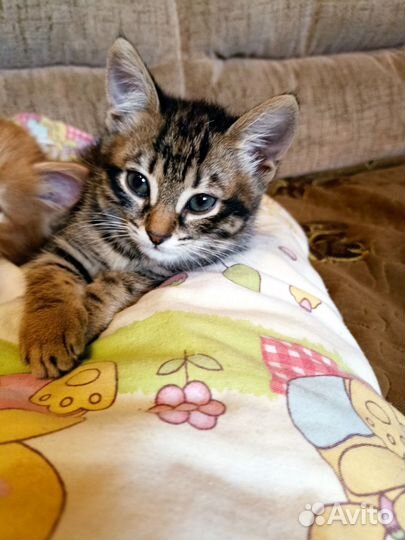 Котята
