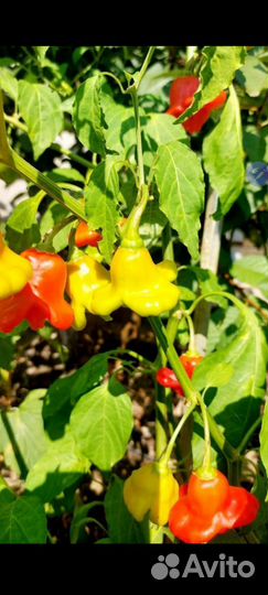 Рассада острого перца