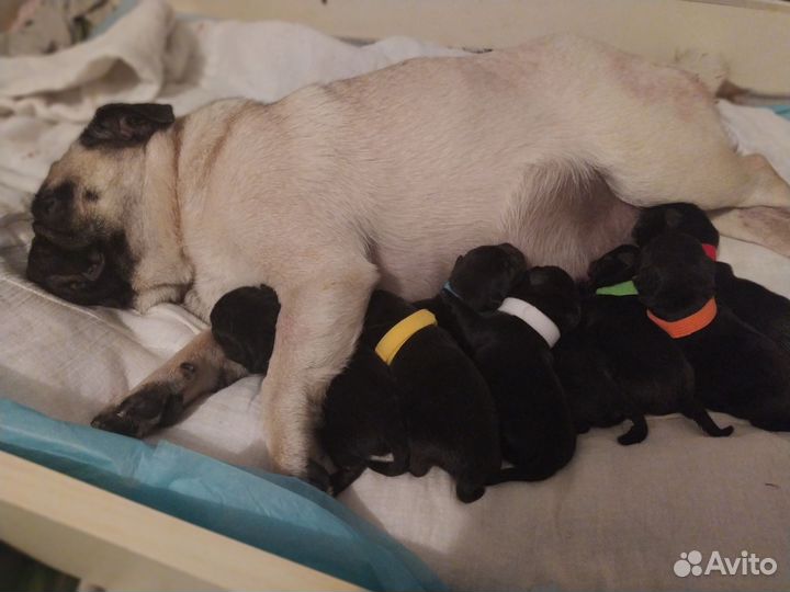 Щенки мопса черные