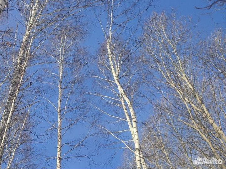 Берёзовый сок 1,5л, бесплатная доставка