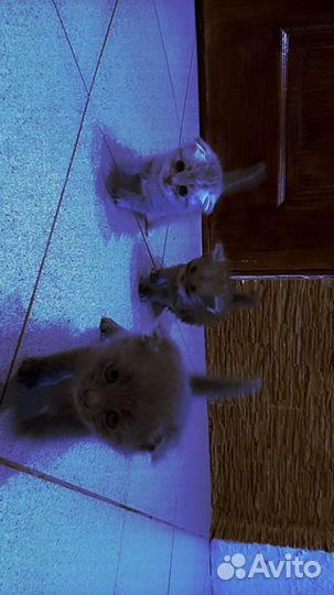 Котята отдам бесплатно