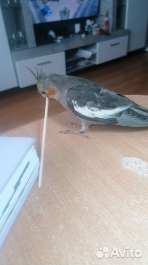 Ручные птенцы кореллы