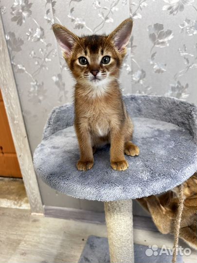 Абиссинская