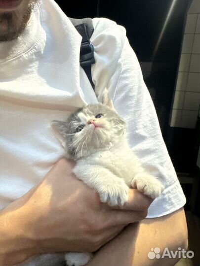 Котенок в добрые руки