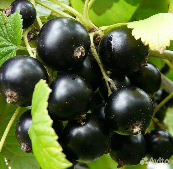 Крыжовник саженцы