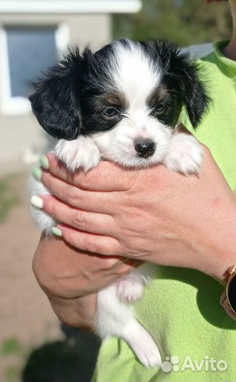 Девочка папийон