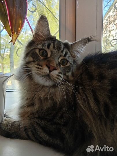 Мейн-кун вязка