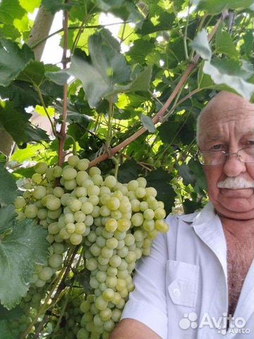 Продаю саженцы винограда