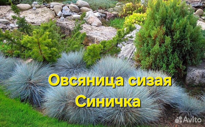 Рассада однолетних, многолетних цветов, злаков