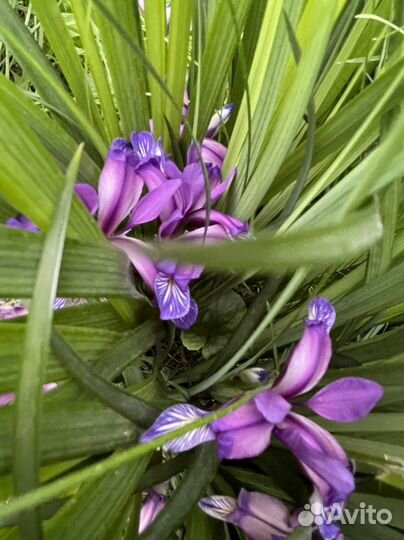 Ирис ноготковый