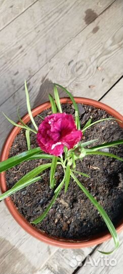 Гвоздика многолетняя домашняя