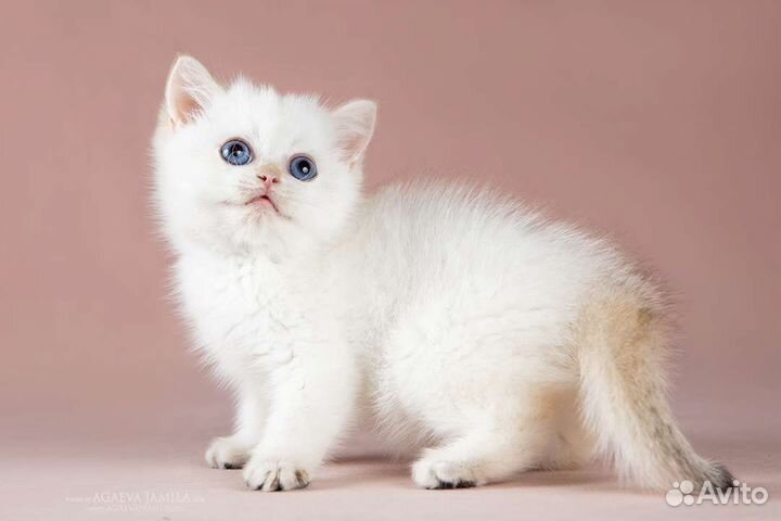 Мальчик золотой колор поинт Yakhont Apple Wood