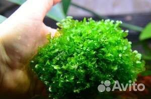 Аквариумное растение