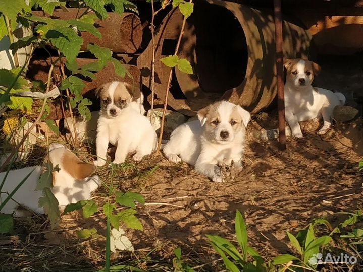 Щенки ищут дом