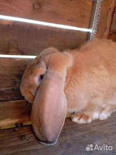 Французский баран