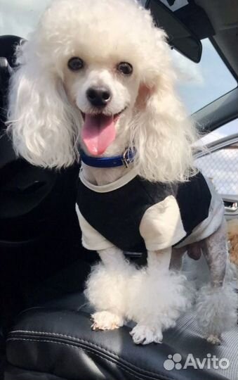 Щенки той - пуделя