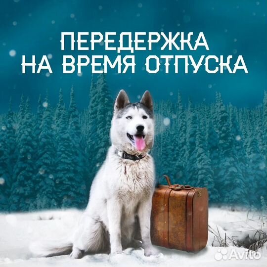 Передержка и выгул собак