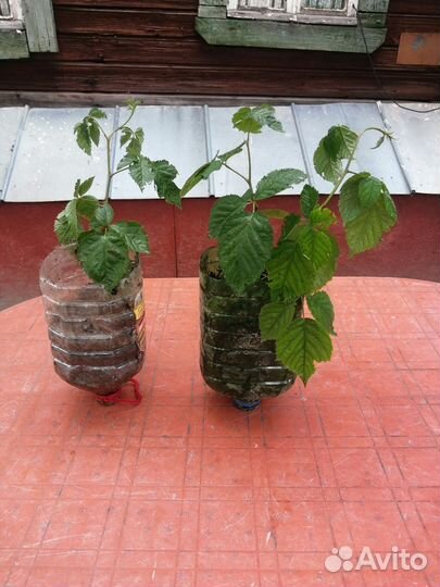 Ежевика безшипая Полар