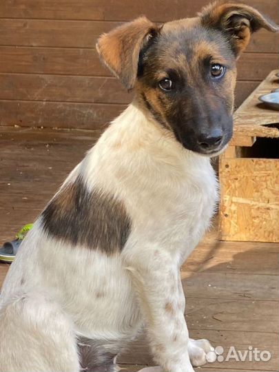 Щенки метисы курцхаара в добрые руки бесплатно