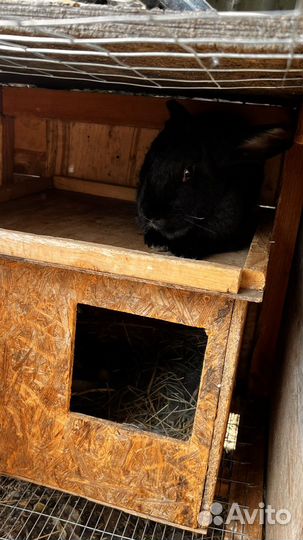 Калифорнийские кролики