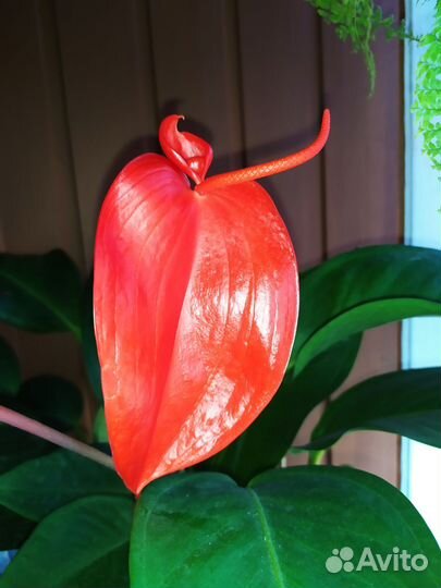 Антуриум шерцера(красный). Монстера Фридрихшталя