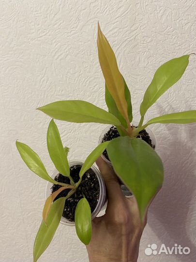 Филодендрон