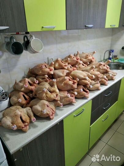 Домашняя Курочка 2.5-4.0 кг по записи