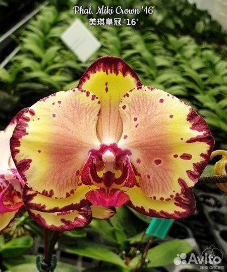 Орхидея Phal. Miki Crown