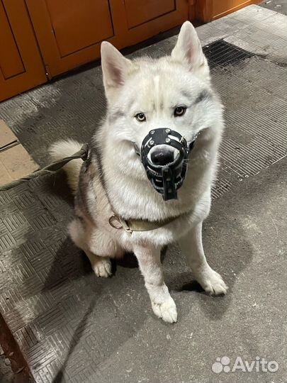 Хаски вязка