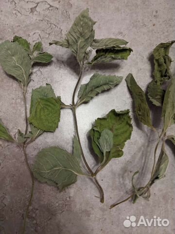 Мята сушеная