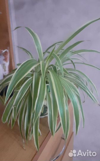 Комнатные цветы