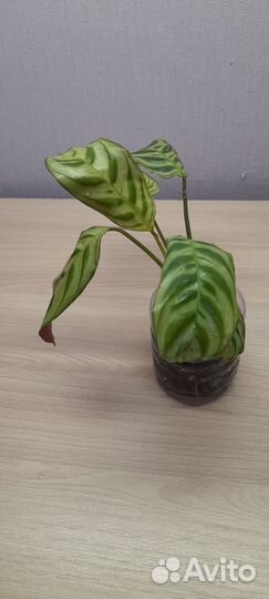 Калатея Бурле Макси калатея Амагрис