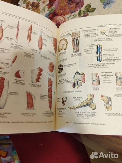 Атлас анатомия человека энциклопедия
