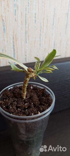 Драцена песня индии