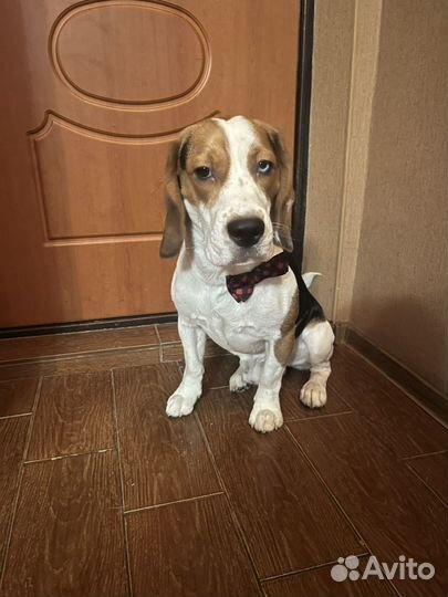 Вязка собак Бигль