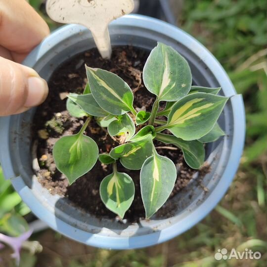 Хоста мини. Несколько сортов