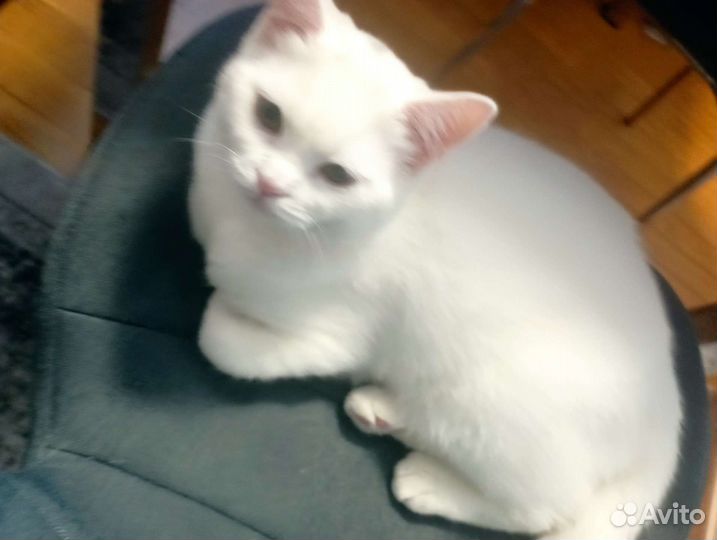 Котёнок